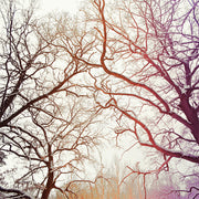 Frosted Branch Silhouette